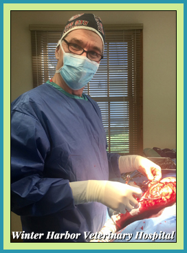 dr geoff clark with patient at winter harbor veterinary hospital